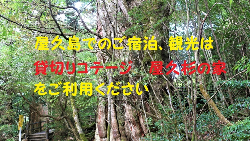 屋久島で宿泊観光は貸切コテージ屋久杉の家をご利用くださいの外観
